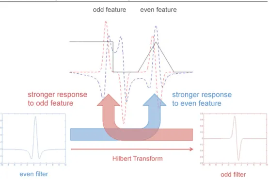 Figure 3. Local phase relies on the differential response of odd and even filters to odd and even symmetric features