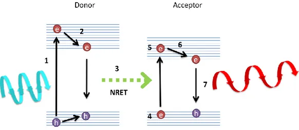 Figure 4.2.3 Schematic of the principle of operation of NRET between donor and acceptor  luminescent molecules