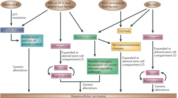 Figure 1.1: Major risk factors and mechanisms responsible from hepatocellular carcinoma