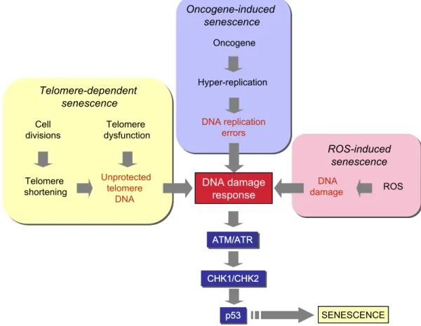 Fig. 1. DNA damage and p53 activation play a central role in different senescence pathways