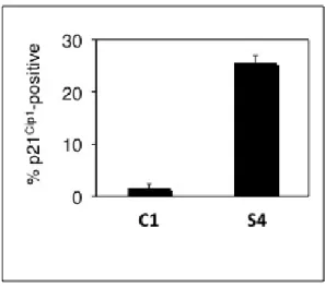 Figure 4.8: p21 Cip1 -positive and total number of cells tested in 4.7 were counted manually (in triplicate), percent p21 Cip1 -positive cells were calculated and plotted as mean (bars) ± s.d