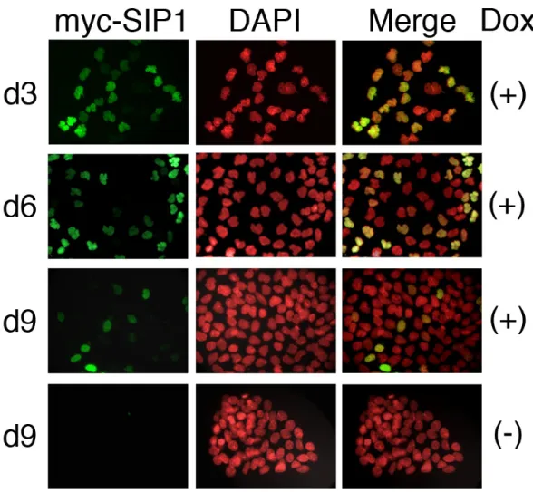 Figure 4.14: Tetracycline-regulated ZEB2 expression in A431/ZEB2 cells induces permanent growth arrest and its forced expression is not compatible with cell  ex-pansion