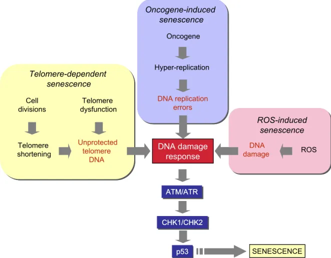 Fig. 1. DNA damage and p53 activation play a central role in different senescence pathways