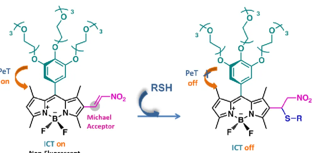 Figure 27: Design elements of the nitroolefin-BODIPY conjugate thiol probe 1. 
