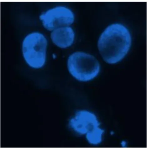 Figure 1.1: An example image of cells taken by a fluorescence microscope.
