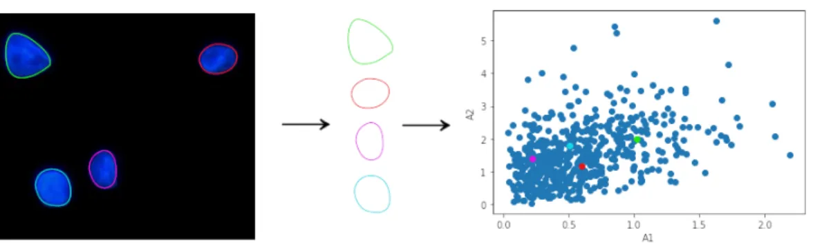 Figure 3.4: Representation of cell boundaries in the shape space. First two dimensions (A 1 and A 2 ) of the shape space are shown in this figure.