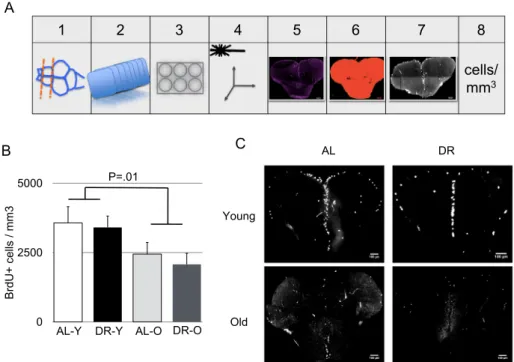 Fig. 3. Age and diet do not aﬀect the number of actively proliferating cells in a region-speciﬁc manner