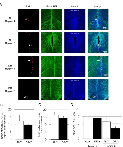 Fig. 7. Diet does not alter the subpopulation of proliferating cells. For characterization of actively proliferating cells a gfap:GFP zebraﬁsh line was used for determining the cells of glial origin