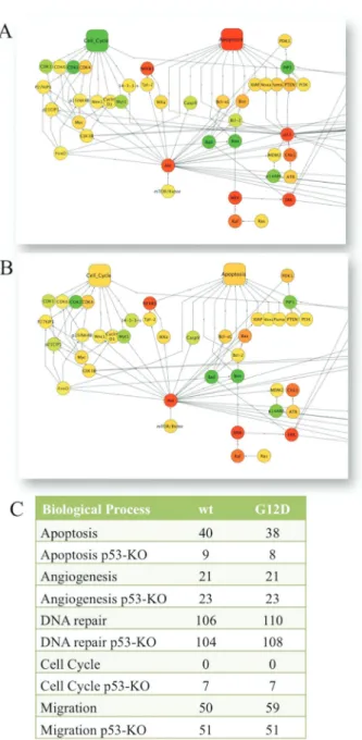 Fig. 4 Enrichment scores of apoptosis and cell cycle processes in the manually curated PI3K/Akt pathway with KRas (G12D) mutation data (A) and in silico p53-knockout (p53-KO) enrichment (B) with Colo741 data