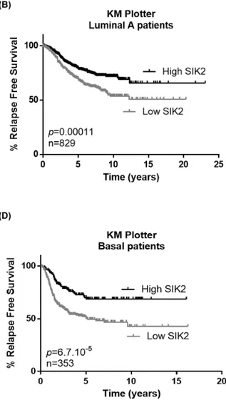 Figure 6: High SIK2 expression is associated with better survival in breast cancer patients