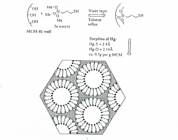 Figure  10.  Grafting of monolayer of thiol  functionalities  in MCM pores.  The  coordination environment of absorbed merciuy  is shown