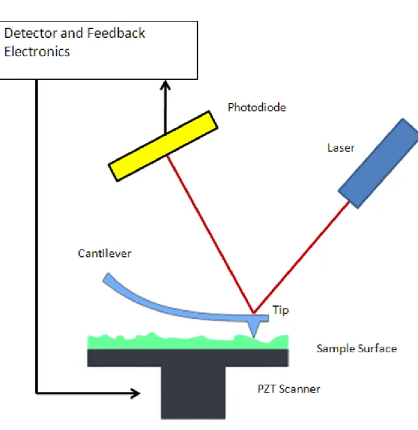 Figure 2.1: Typical tapping mode atomic force microscopy. The elements of the system are given in the figure.