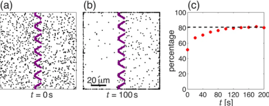 Fig. 6. Segregation of active particles (v ¼ 10 lm=s) using a series of wedges (dark structures), whose walls are 2 lm thick