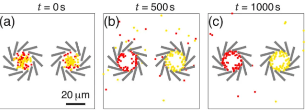 Fig. 7. (Color online) Sorting of chiral microswimmers (v ¼ 31 lm=s and X ¼ 63:14 rad=s) with chiral “flowers” (gray rectangles, thickness 2 lm)