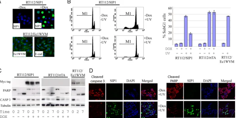 Fig. 3. SIP1, but not a dominant negative E-cadherin mutant (Ec1WVM), protects RT112 cells from UV-induced apoptosis