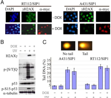 Fig. 6. Scheme depicting effects of SIP1 and an E-cadherin dominant-negative mutant on cell fate-regulating pathways