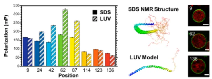 Figure 2. In the left panel, ﬂuorescence polarization (FP) reveals local dynamics in proteins bound to micelles or vesicles