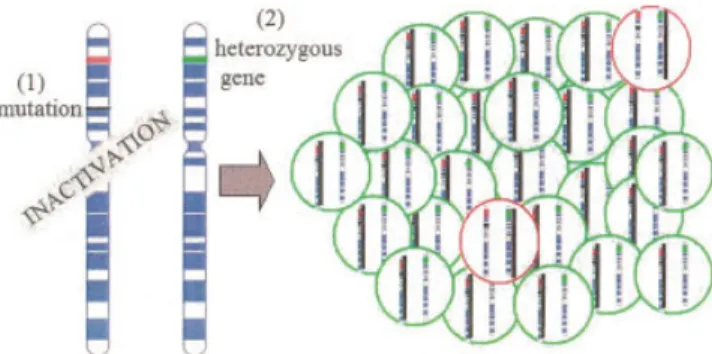 Figure 1. Proposed mechanisms by which heterozygosity and mono- mono-allelic expression of X-linked genes lead to autoimmunity