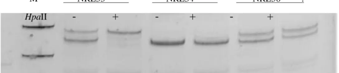 Figure  3.3.  Gel  image  of  XCI  patterns  of  3  controls.  Polymerase  chain  reaction  products  from  the  androgen  receptor  methylation  assay  demonstrate  X  chromosome  inactivation  patterns  in  samples  NRL33  (allele  ratio:  90%:10%),  NRL