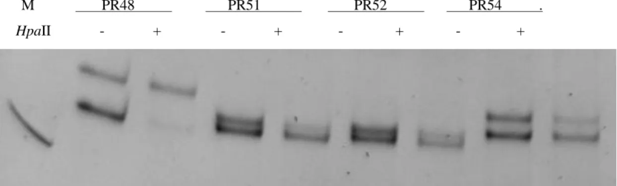 Figure 3.4. Gel image of XCI patterns of 4 RA patients. Polymerase chain reaction  products  from  the  androgen  receptor  methylation  assay  demonstrate  X  chromosome inactivation patterns in samples PR48 (allele ratio: 90%:10%), PR51  (80%:20%), PR52 