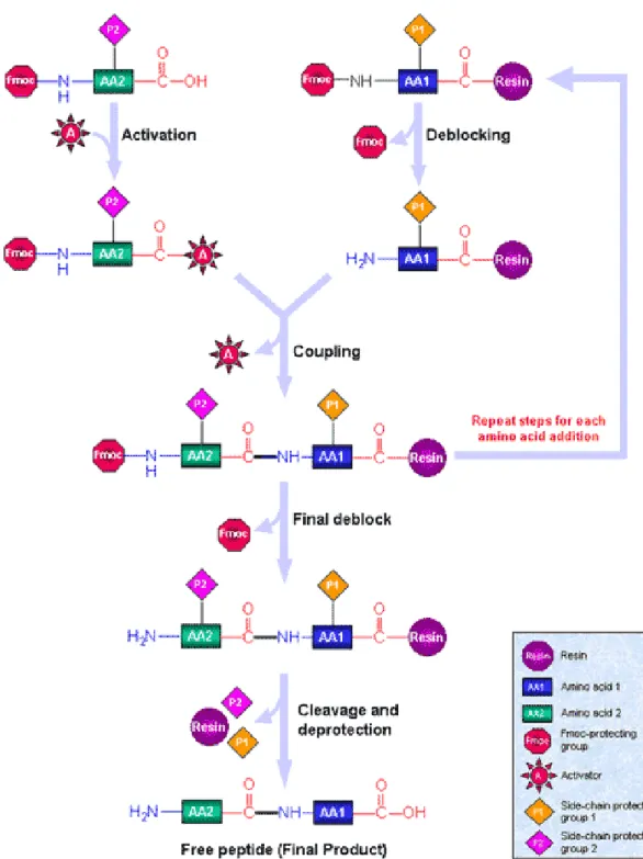 Figure 3. Solid Phase Synthesis Diagram. Reproduced with permission from  Sigma-Aldrich