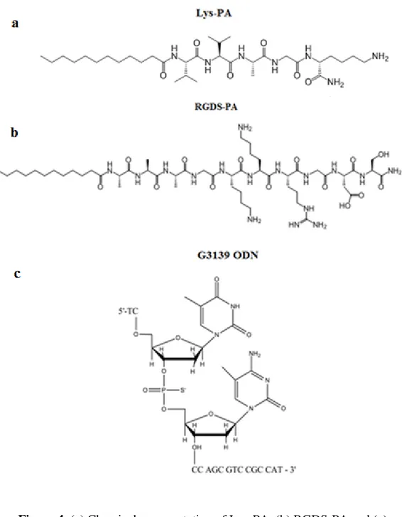 Figure 4. (a) Chemical representation of Lys-PA, (b) RGDS-PA and (c)  Chemical structure of the backbone of the phosphorothioate G3139