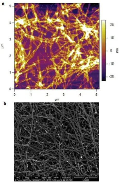 Figure 9. (a) AFM topography and (b) SEM images of nanofibrous 3-D network  of the Lys-PA and ODN complex 