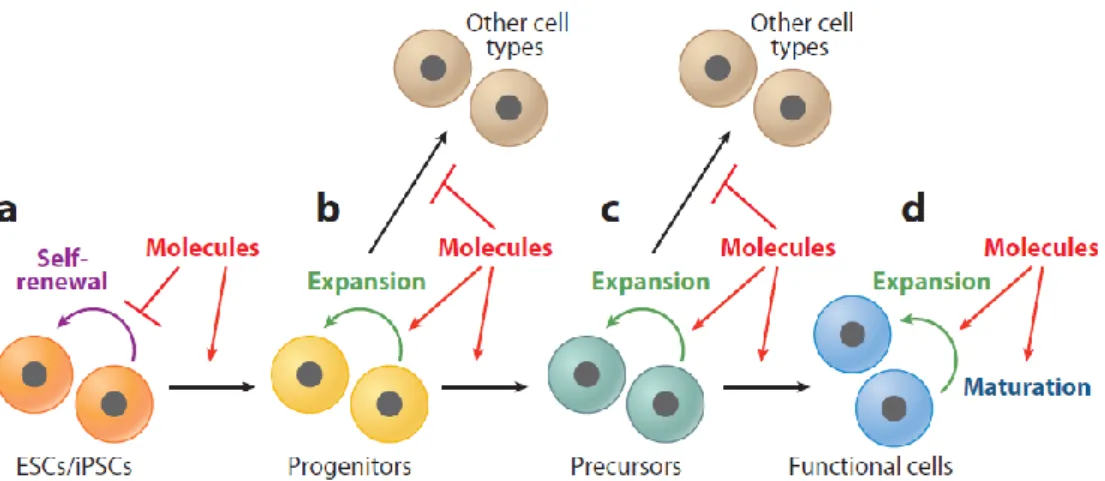 Figure 1.1 Chemical strategies for inducing differentiation. Differentiation in vitro is  typically  carried  out  in  a  stepwise  manner  that  recapitulates  normal  embryonic  development