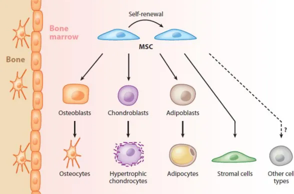 Figure  1.2  Mesenchymal  stem  cells  can  give  rise  to  osteocytes,  hypertrophic  chondrocytes and adipocytes, or self-renew to produce identical cells that may later  differentiate toward lineages that form the skeleton and bone marrow stroma