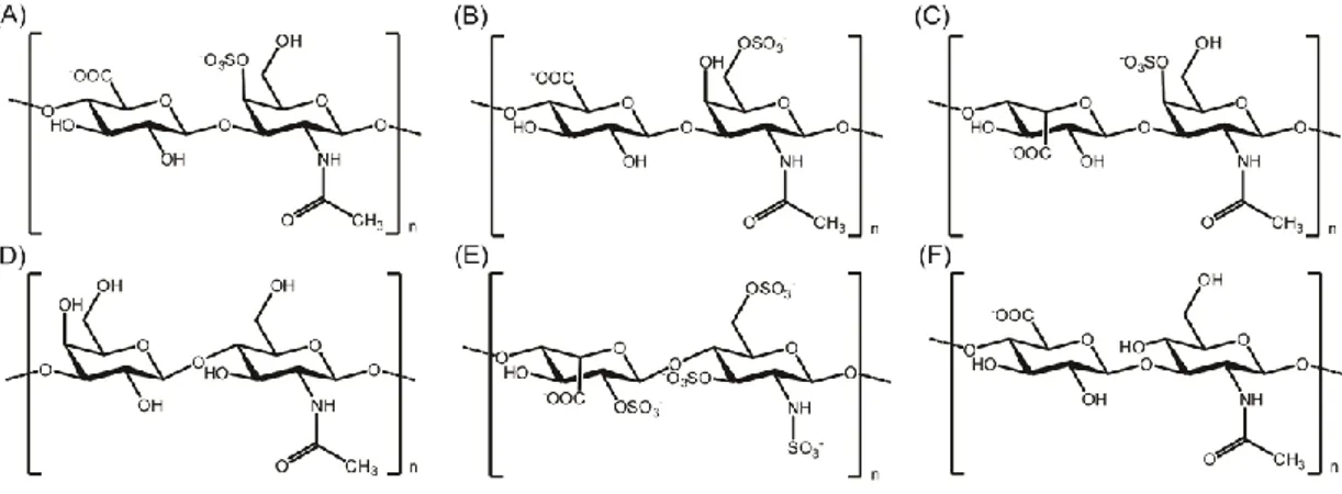 Figure  1.3  Chemical  representations  of  the  disaccharide  units  of  glycosaminoglycans
