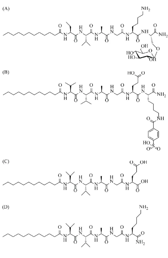 Figure  3.1  Chemical  representations  of  peptide  amphiphile  molecules.  (A)  Glc-PA  [Lauryl-VVAGKS(Glc)-Am],  (B)  SO 3 -PA  [Lauryl-VVAGEK(p-sulfo   benzoate)-Am],  (C)  E-PA  [Lauryl-VVAGE],  and  (D)  K-PA  [Lauryl-VVAGK-Am].