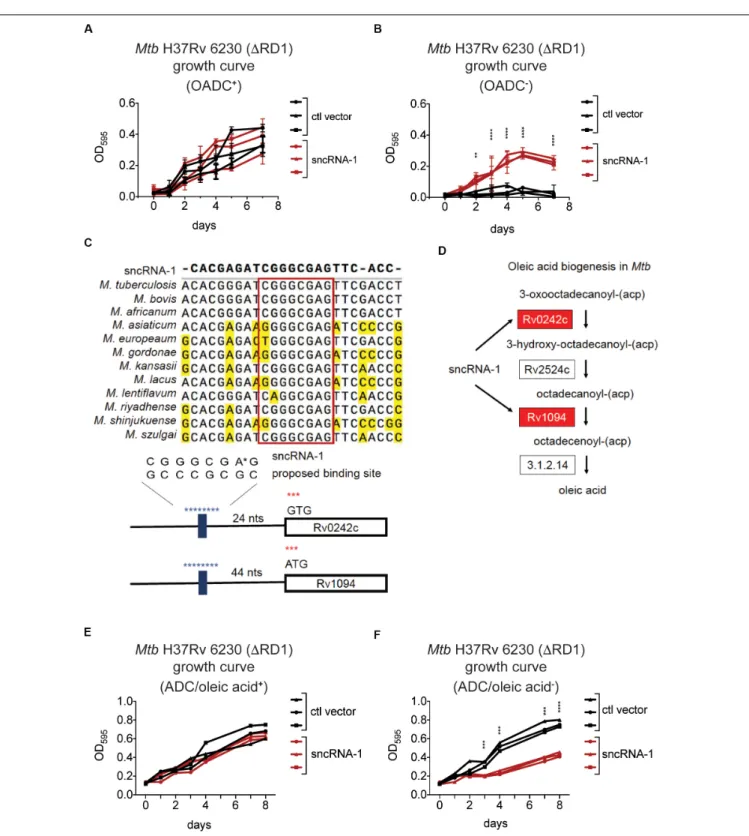 FIGURE 4 | sncRNA-1 improves Mtb growth in oleic acid deficient growth media. (A,B) The fast growing Mtb H37Rv 6230 (lacking endogenous RD1 and sncRNA-1) clones expressing the control vector (black) or the sncRNA-1 vector (red) were grown in pan + 7H9 medi