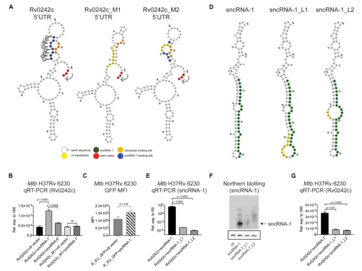FIGURE 5 | sncRNA-1 uses a seed sequence to positively regulate the expression of Rv0242c required for oleic acid synthesis
