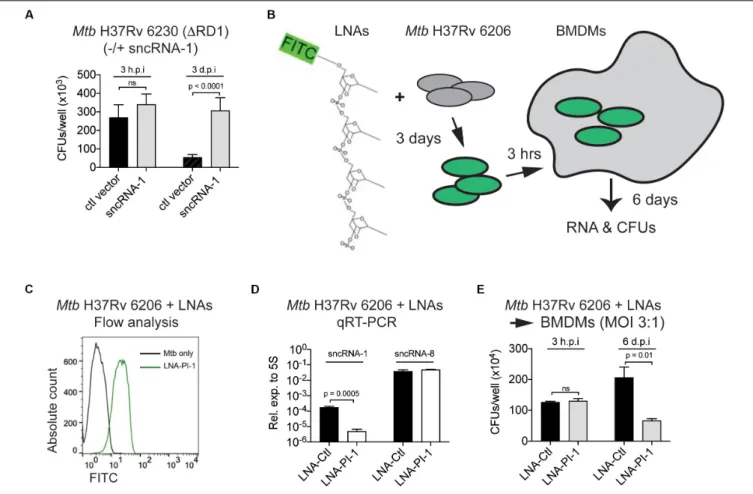 FIGURE 6 | Locked nucleic acid power inhibitors antagonize sncRNA-1 functions in intracellular infections