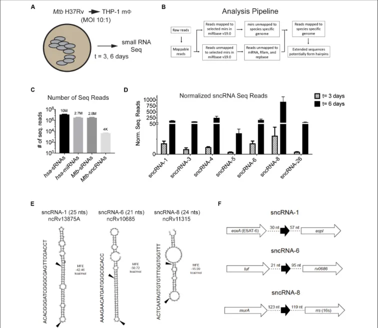 FIGURE 1 | Mtb H37Rv produces many smaller noncoding RNAs during intracellular infections in macrophages