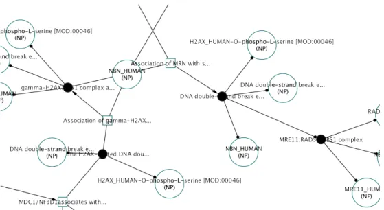 Figure 1.2: Visual representation of a biological pathway (recruitment of repair and signaling proteins to double-strand breaks) in PathwayCommons [1]