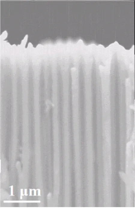 Figure 3.7: SEM image of the nanowires inside the alumina disc.