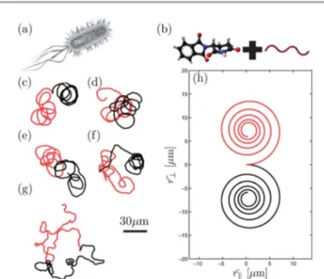 Fig. 1 Chiral microswimmers. (a) Escherichia coli bacteria perform a character- character-istic chiral motion in the proximity of a surface