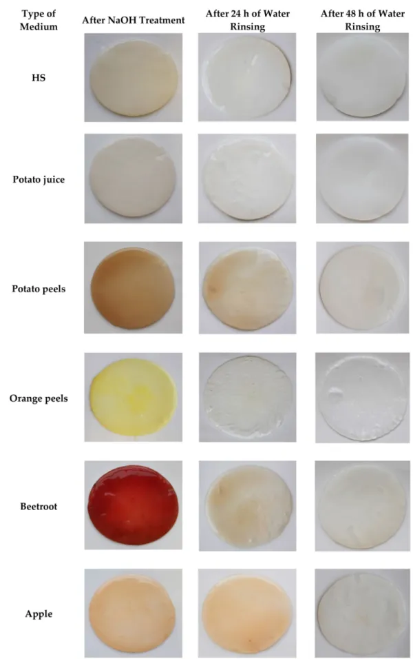 Figure 6. BC obtained from K. xylinus ATCC ATCC 53524 in HS and natural ingredients-based media in subsequent stages of purification.