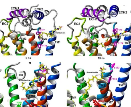 Figure 6. SuMD simulation starting from the end of the MD simulation of THC entering the TM7 − TM1/TM2 crevice of the CB1 receptor