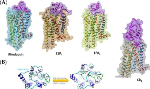 Figure 1. (A) The examples of hydrophobic ligand-binding G protein-coupled receptors (GPCRs).