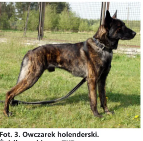 Fot. 3. Owczarek holenderski. 