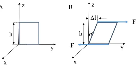 Rysunek  3.  Powstawanie  odkształceń  podczas  działania  sił  ścinających:  (A)  przed  i  (B)  po  działaniu sił stycznych do powierzchni