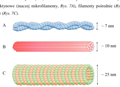 Rysunek  7.  Trzy  typy  filamentów  białkowych  tworzących  cytoszkielet  komórki:  (A)  filamenty  aktynowe, (B) filamenty pośrednie, (C) mikrotubule (zaadoptowane z [58])