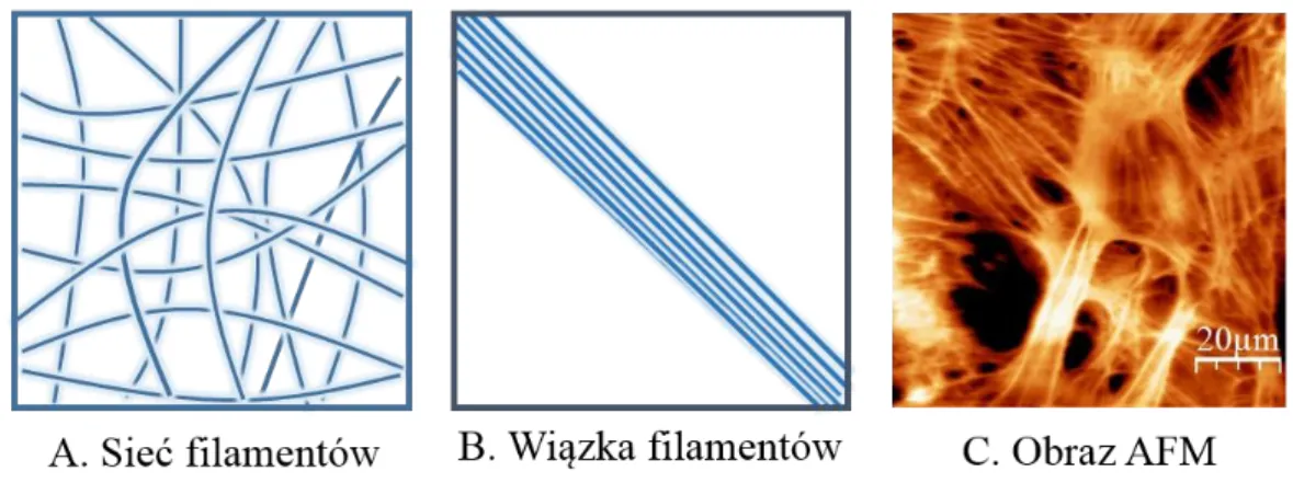 Rysunek  8.  Przykłady  organizacji  filamentów  aktynowych  w  komórkach.  (A)  Struktura  usieciowana, (B) równoległa wiązka filamentów, (C) topografia AFM filamentów aktynowych  w żywej komórce w hodowli in vitro