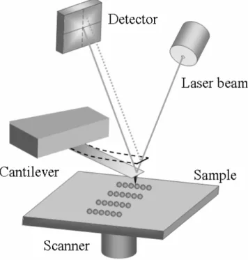 Fig. 1.1. A scheme of an atomic force microscope. 