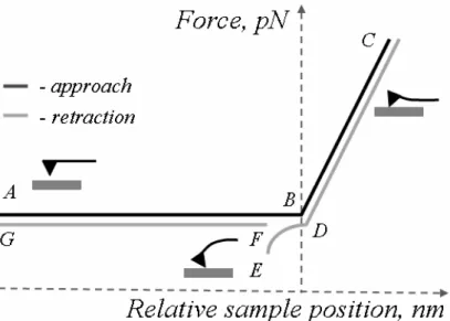 Fig. 1.2. The illustration of the force curve characteristic for the interaction of the ligand-modified  AFM probe with the receptor-modified surface
