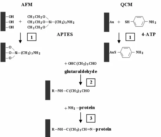Fig. 2.1. Scheme of protein immobilization procedures used for the AFM and QCM experiments