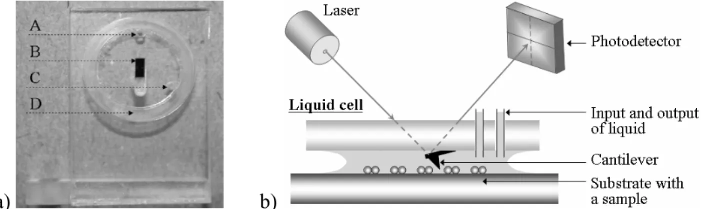 Fig. 2.6. a) Liquid cell of AFM: A, C – input and output for liquid delivery and change, B – a  silicon chip with cantilevers, D – a restrictive ring channel; b) a scheme of a liquid cell placed  above the substrate with sample; a drop of liquid is limited