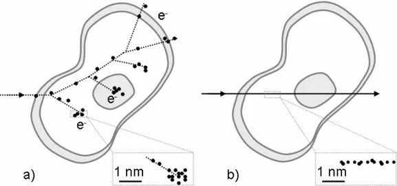Fig. 1.4 presents two examples of ionizing patterns induced in a cell by low LET X- X-ray or γ-X-ray radiation (left image) and high LET α-particle radiation (right image)